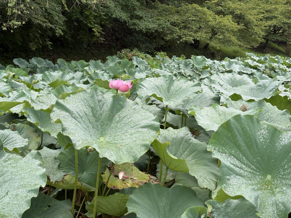 ハスの花
