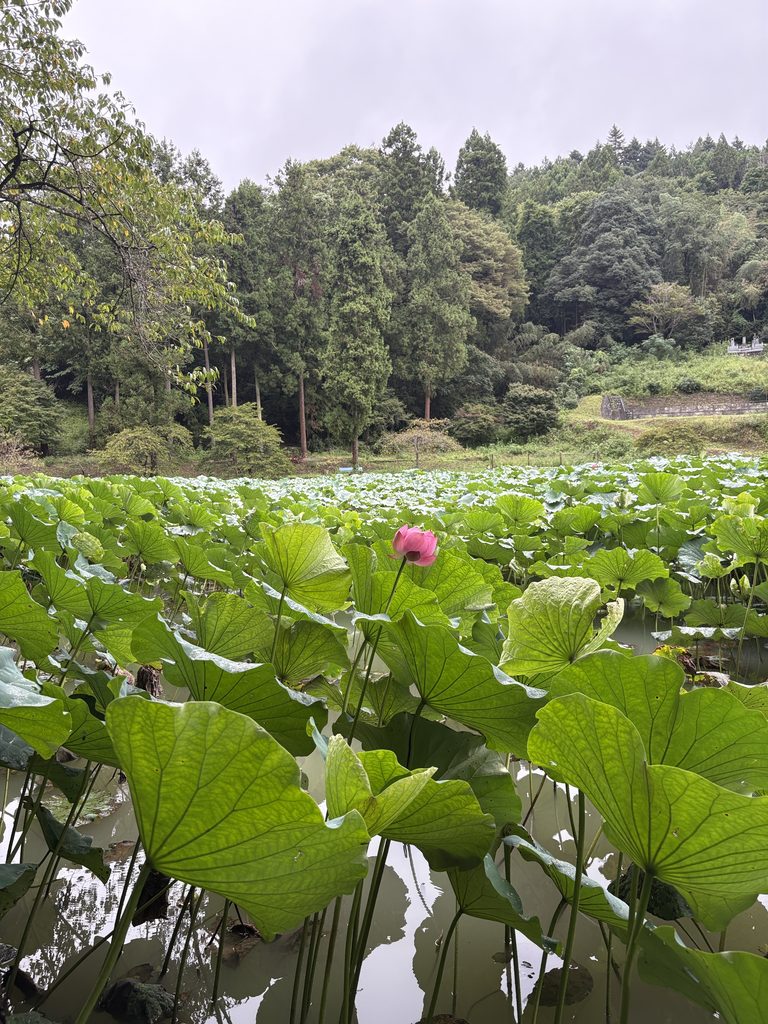 ハスの花